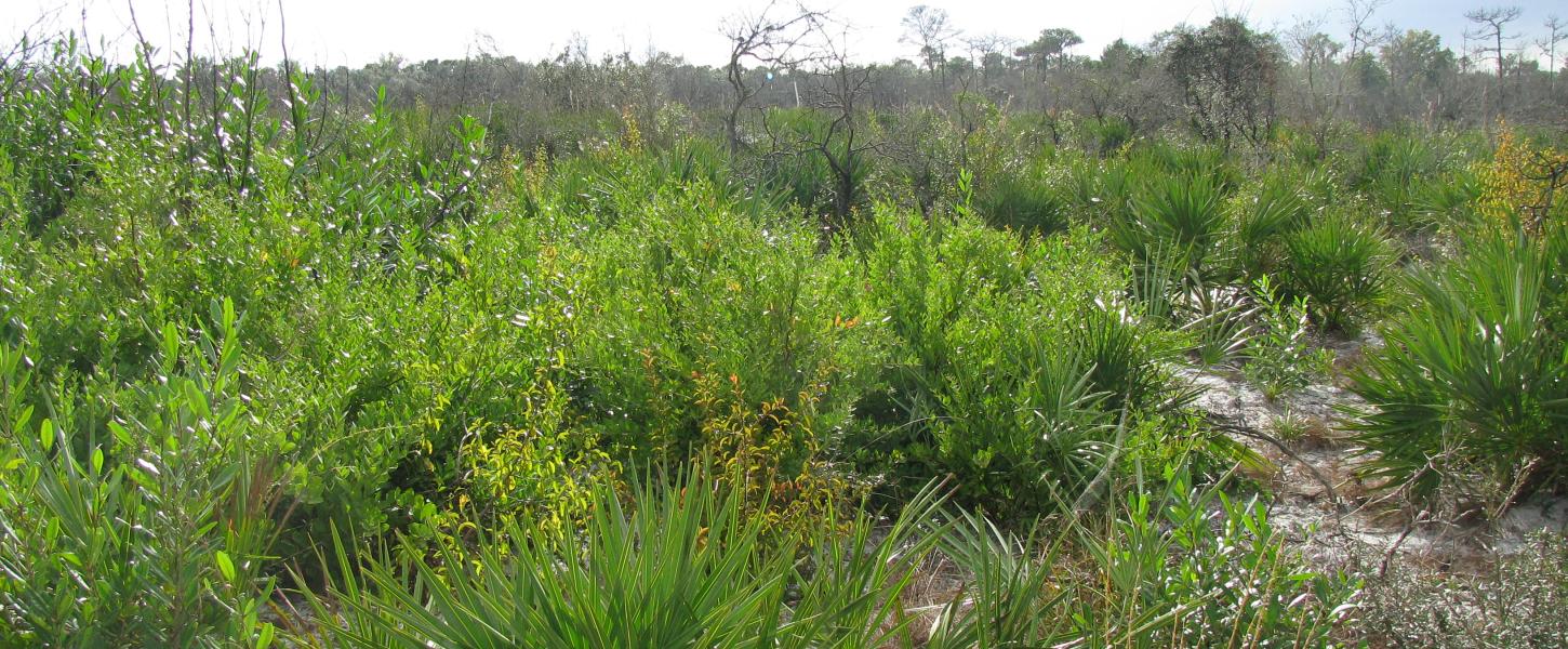 A view of the scrub land at South Fork.