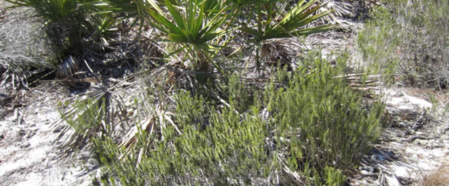 A view of a rosemary scrub bush.