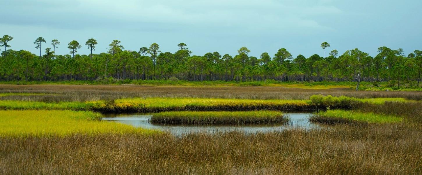 Bald Point State Park