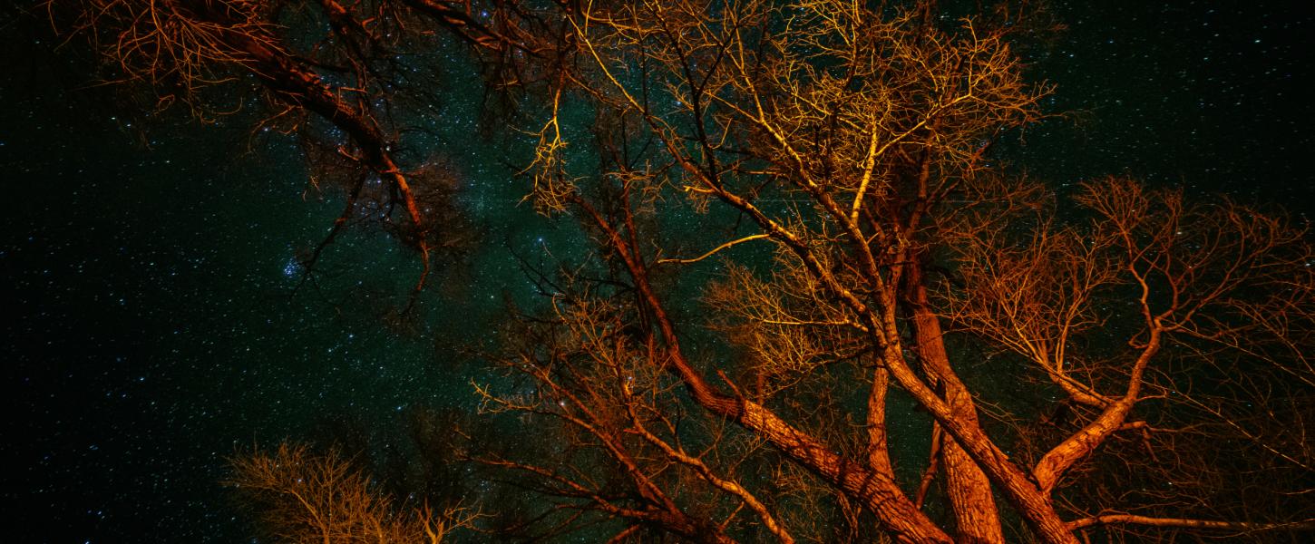 A view of the stars between the trees.