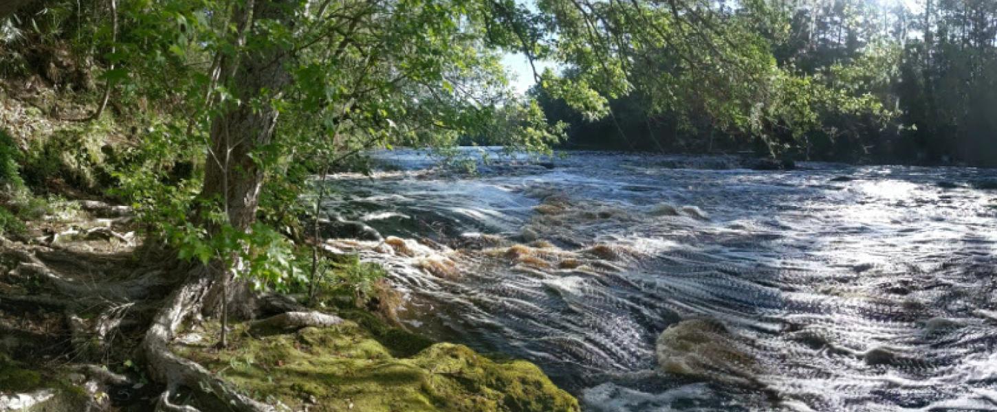 a tree on the bank of a whitewater river