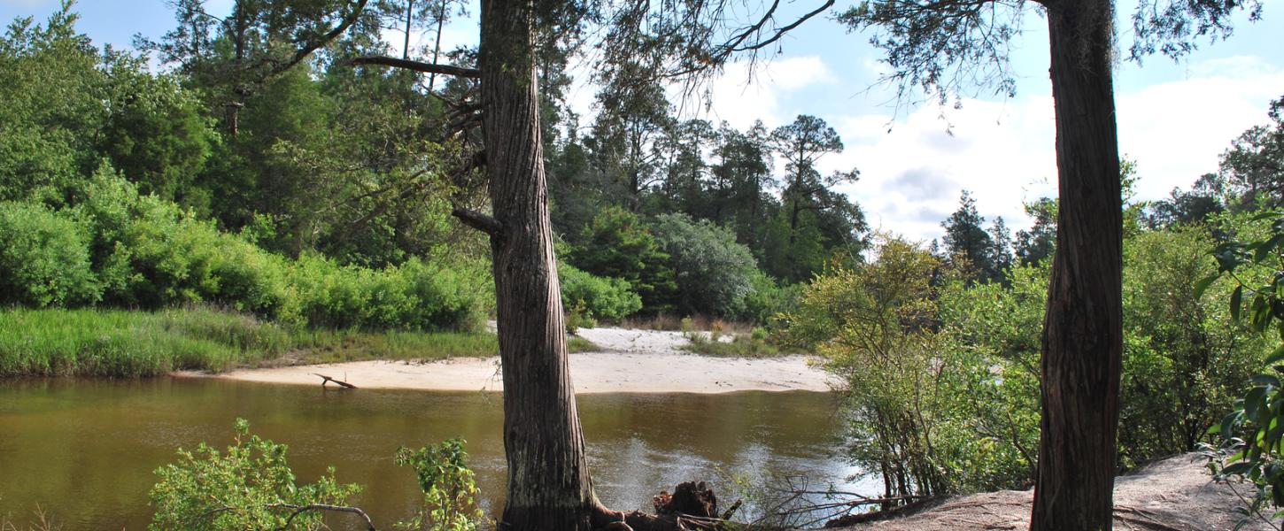 Sandy path between trees overlooking the river.