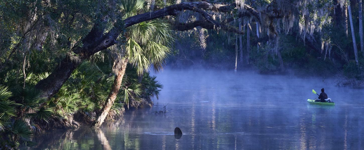 A lone kayaker paddling along a misty spring run. A manatee tail can be seen in the foreground.