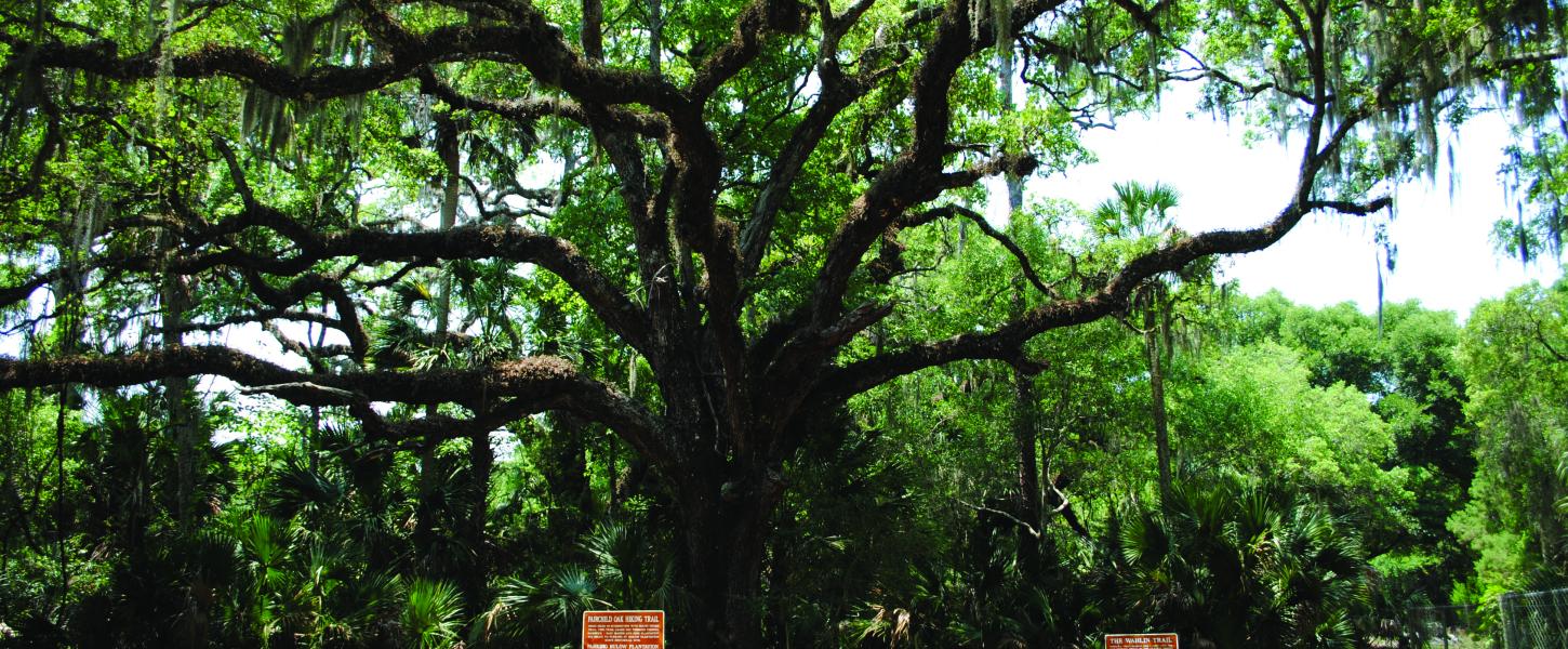 Bulow Creek State Park tree