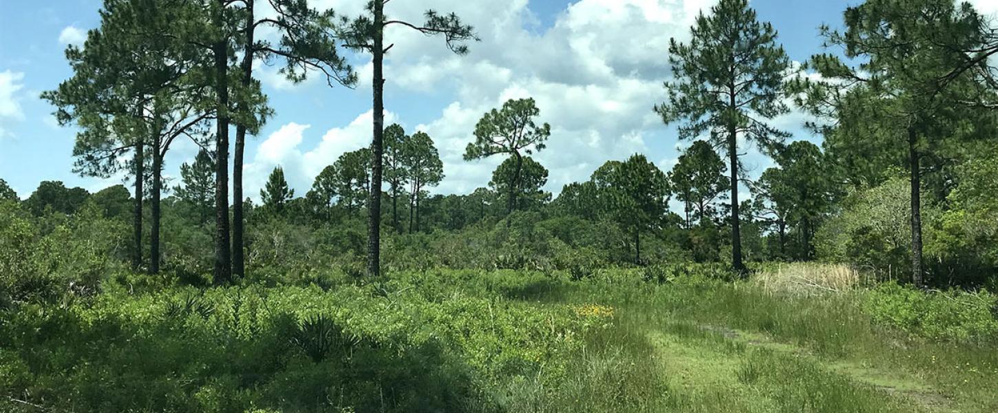 Pine tree and trail with blue sky at Cedar Key Reserve