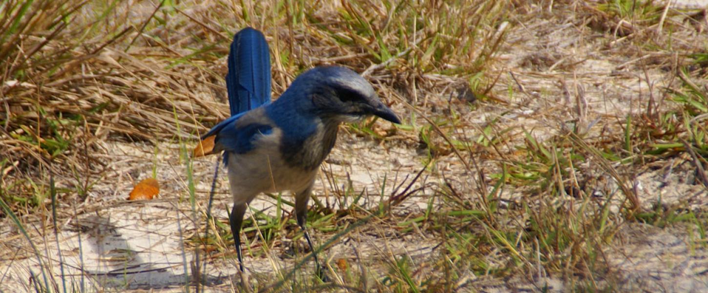 Scrub jay on ground at Cedar Key Scrub State Reserve