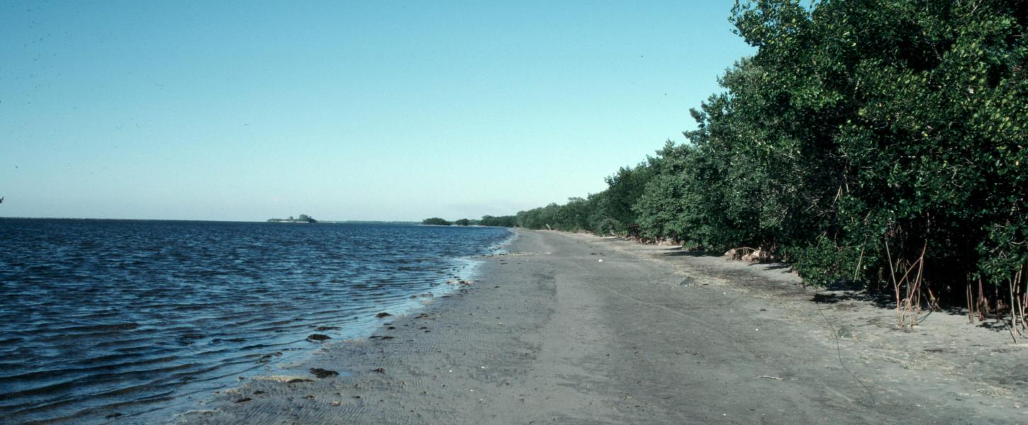 A view of the shoreline at Charlotte Harbor.