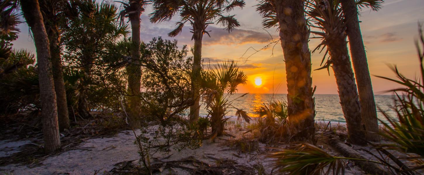 A view of the sunset between the trees at Cayo Costa.