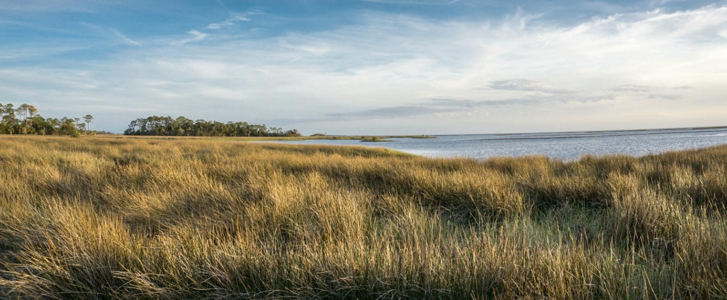 Light brown marsh grasses with a blue sky above. 