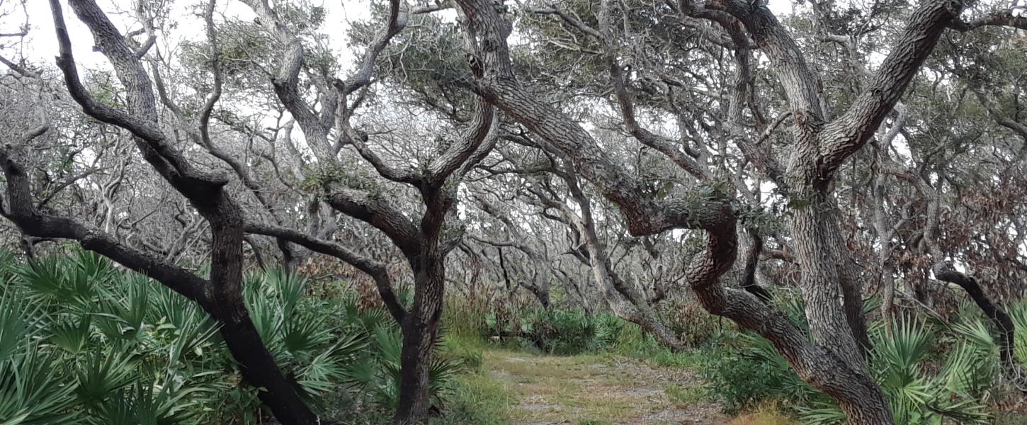 Coastal Strand Trail found at North Peninsula 