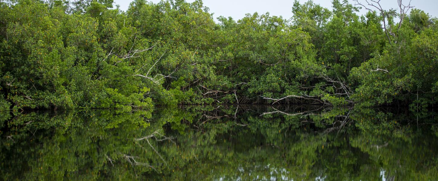 Collier Seminole Mangroves