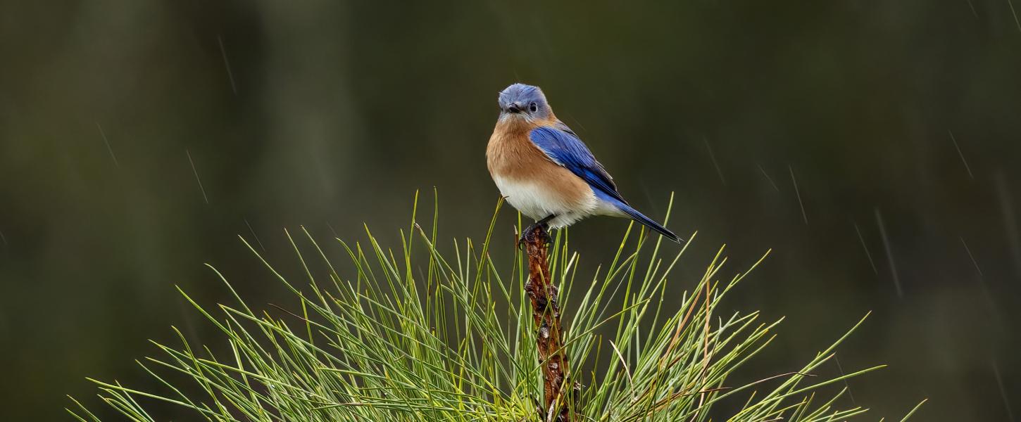 A chubby blue bird sitting on a cluster of pine needles in light rain.