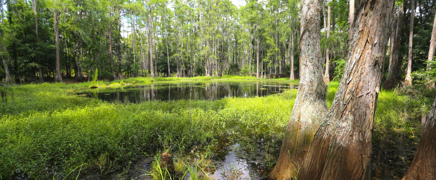 Swampy area at Colt Creek