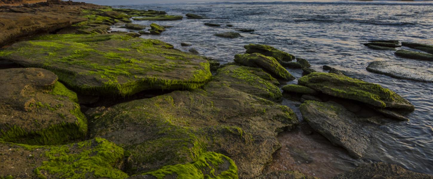 coquina rocks covered with algae along the shoreline 