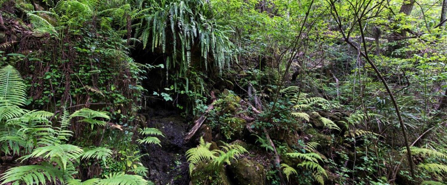 a view of the greenery on a hillside.