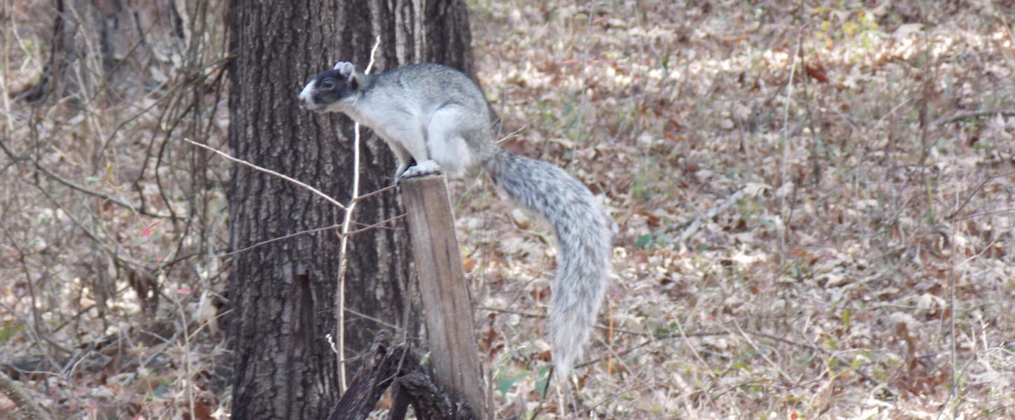 A view of a Sherman's Fox Squirrel perched on a fence post.