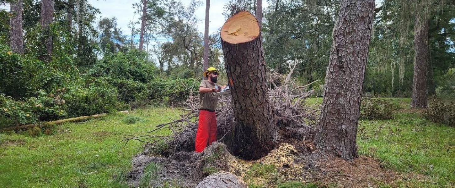 A man in protective equipment sawing a large fallen pine tree.