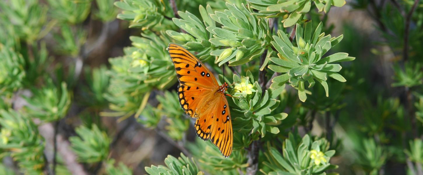 A view of an orange and black butterfly perched on a bush.