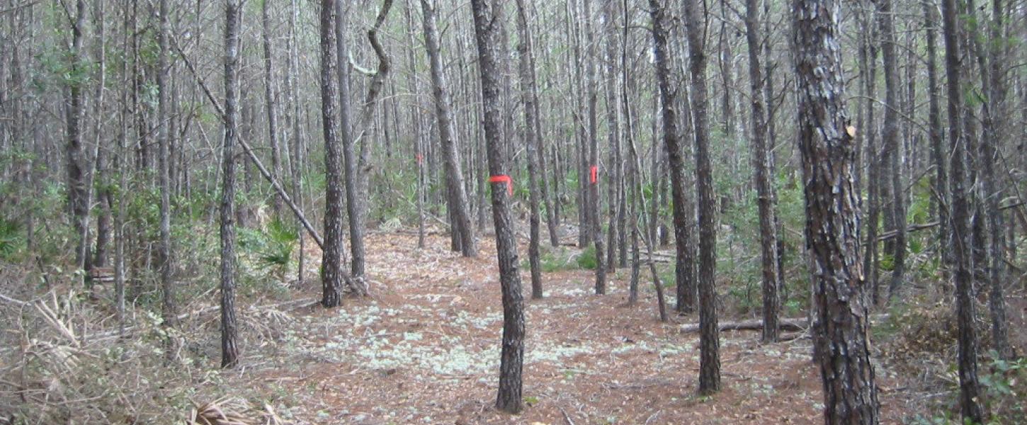 A hiking trail in Deer Lake State Park.