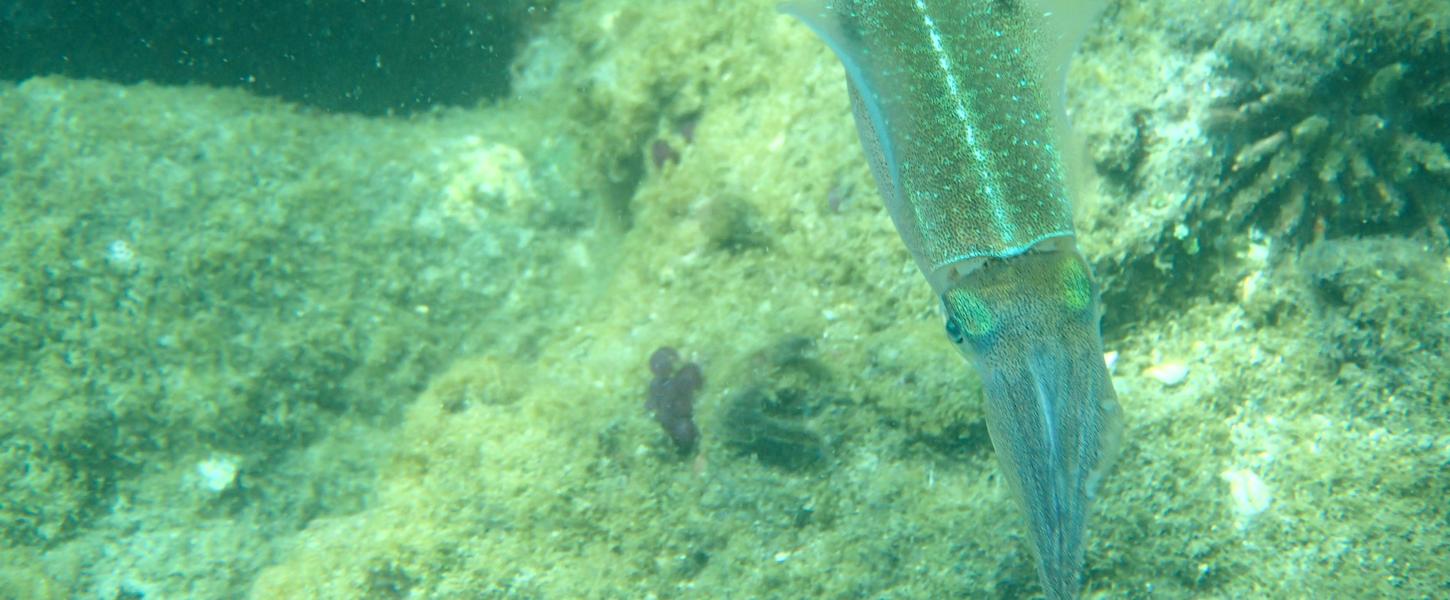 Diving and Snorkeling