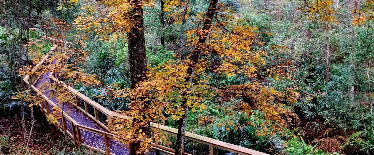 Boardwalk at Mike Roess Gold Head Branch State Park.