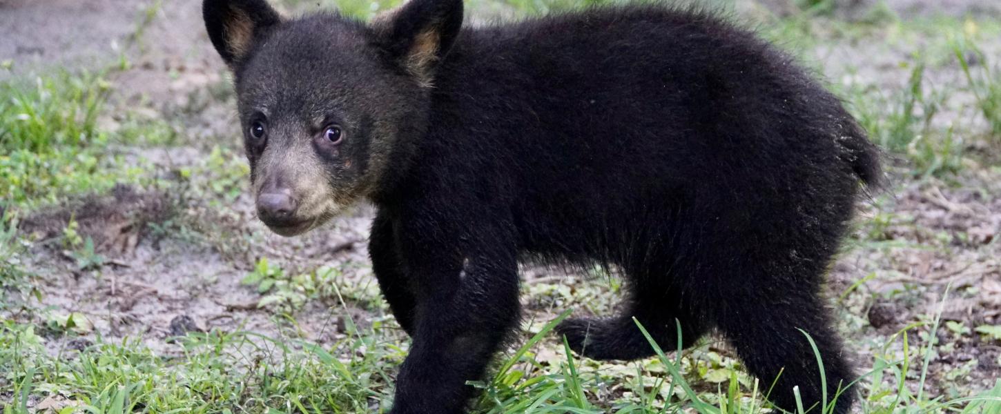 Photo courtesy of Joe Dube. Maximus was a small cub when he came to Homosassa Springs Wildlife State Park