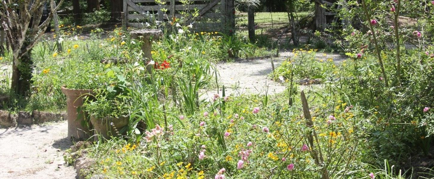 Flowers in the garden