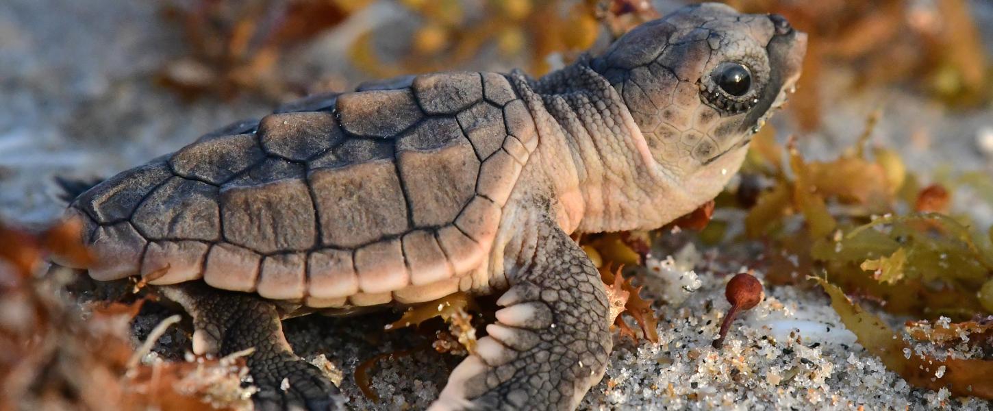Loggerhead hatchling heading to sea with sargassum around it