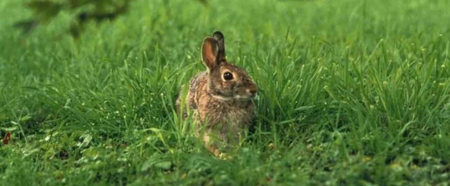 wildlife, animals, bunnie