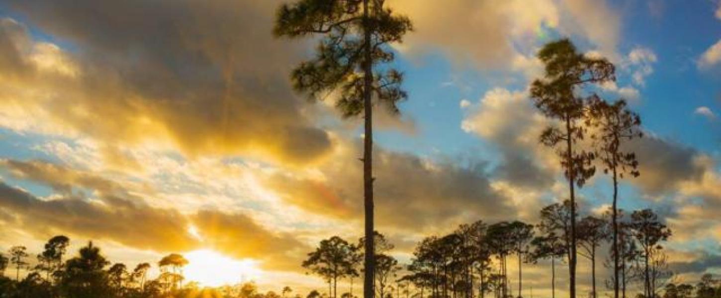 Estero Bay Preserve