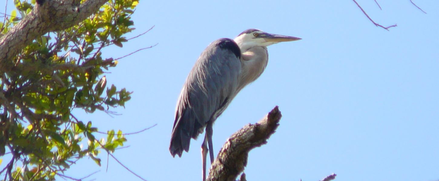 Experience - Wildlife Viewing