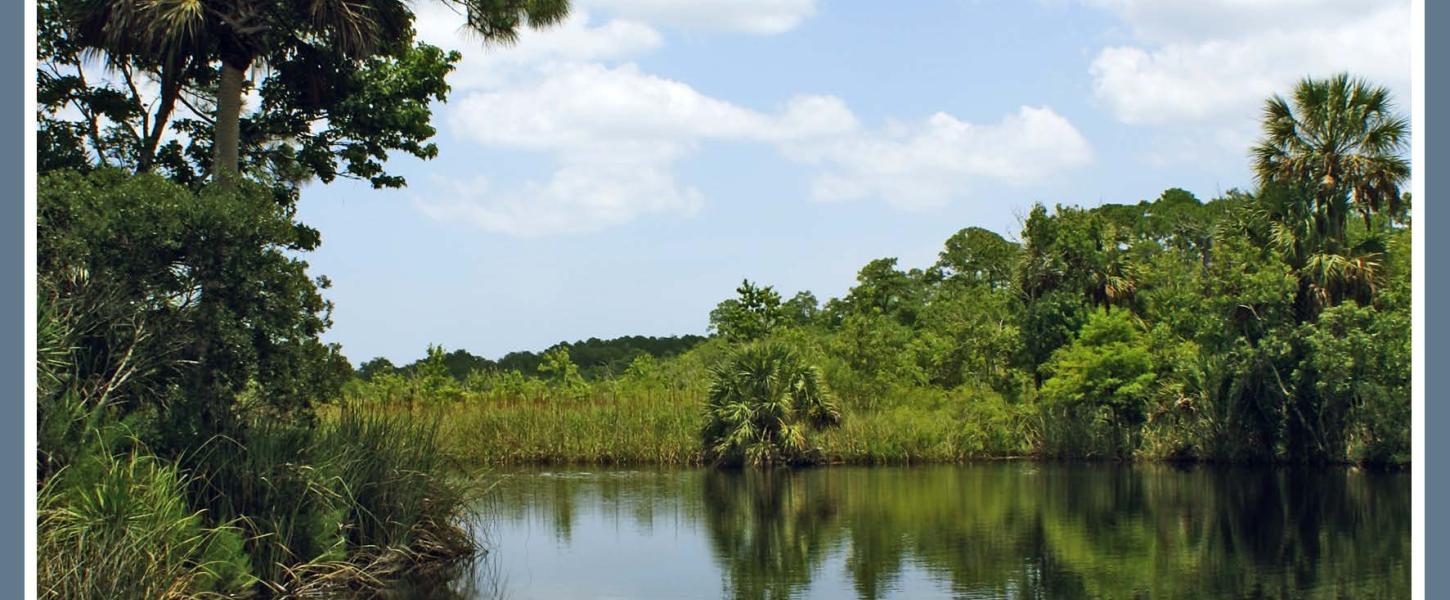 Pellicer creek winding through a wooded area 