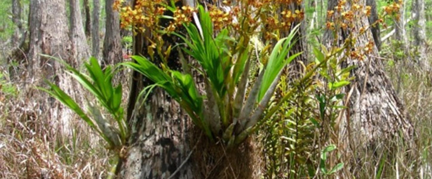 A Cowhorn orchid growing at Fakahatchee Strand Preserve State Park.