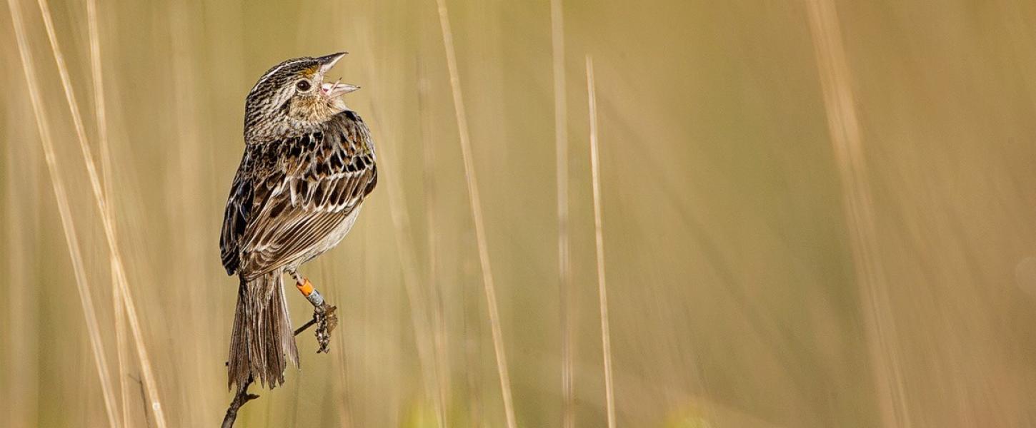 Florida Grasshopper Sparrow singing while perched on a stick