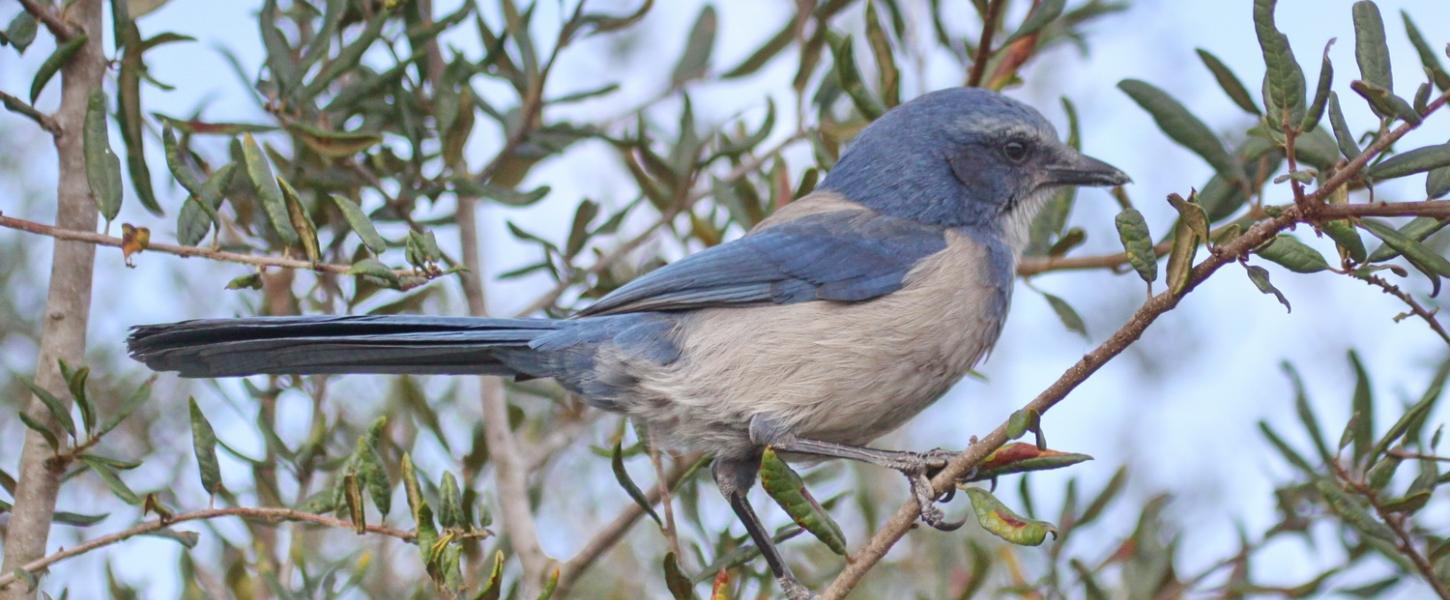 Florida Scrub Jay