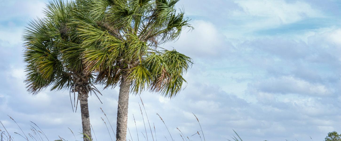 Fakahatchee Strand Preserve State Park