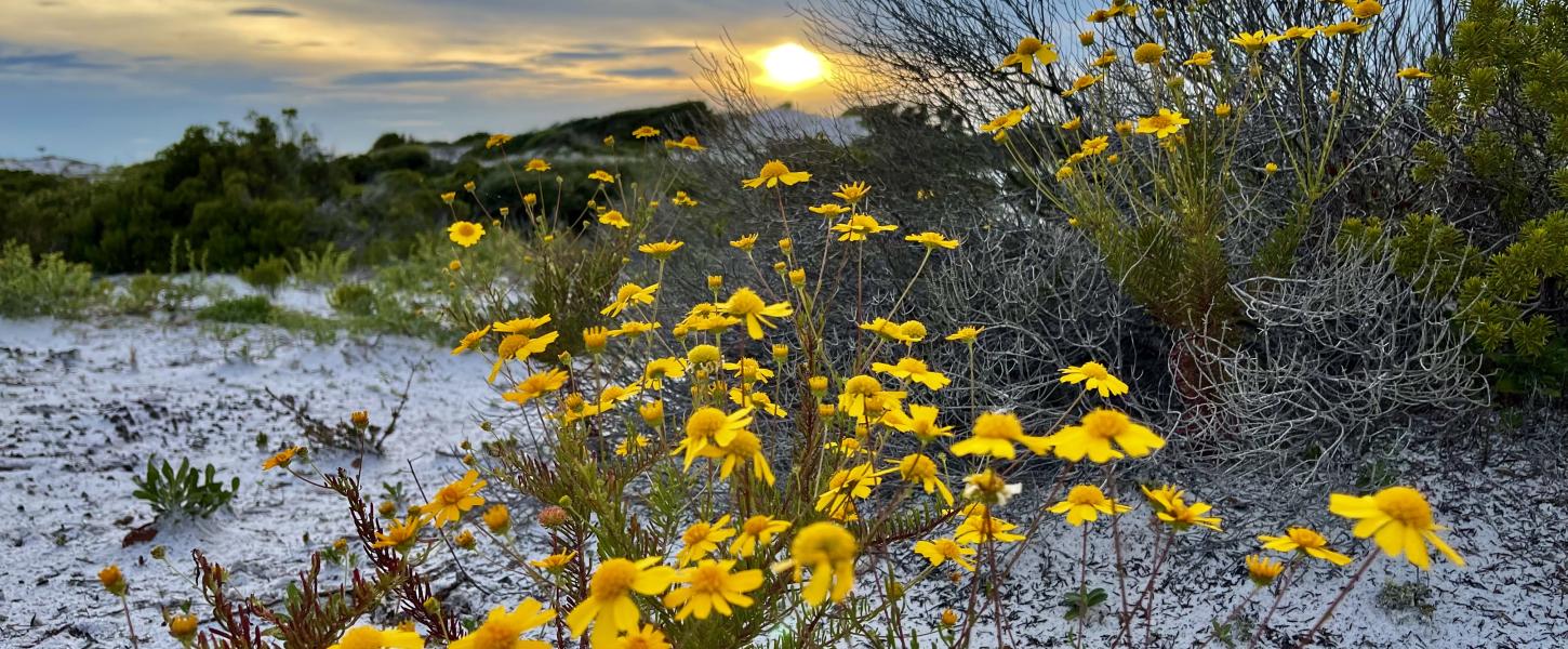 Yellow wildflowers on sandy beach dunes. 