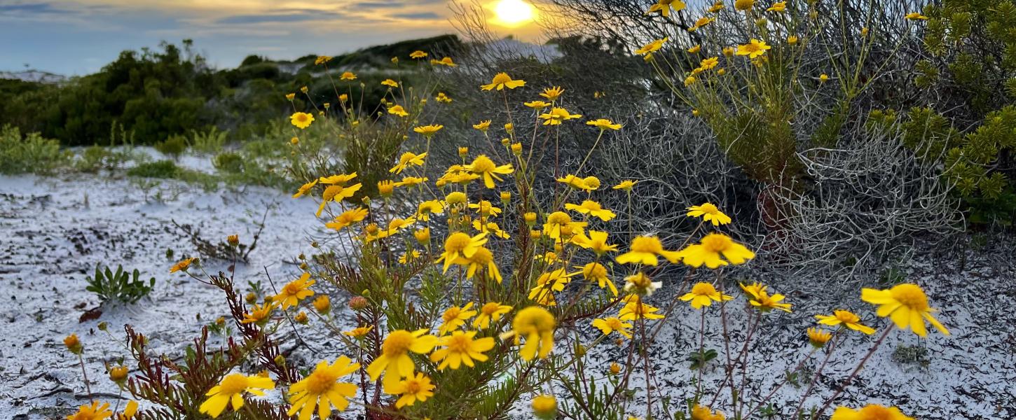 Yellow wildflowers in front of a sandy beach dune. 