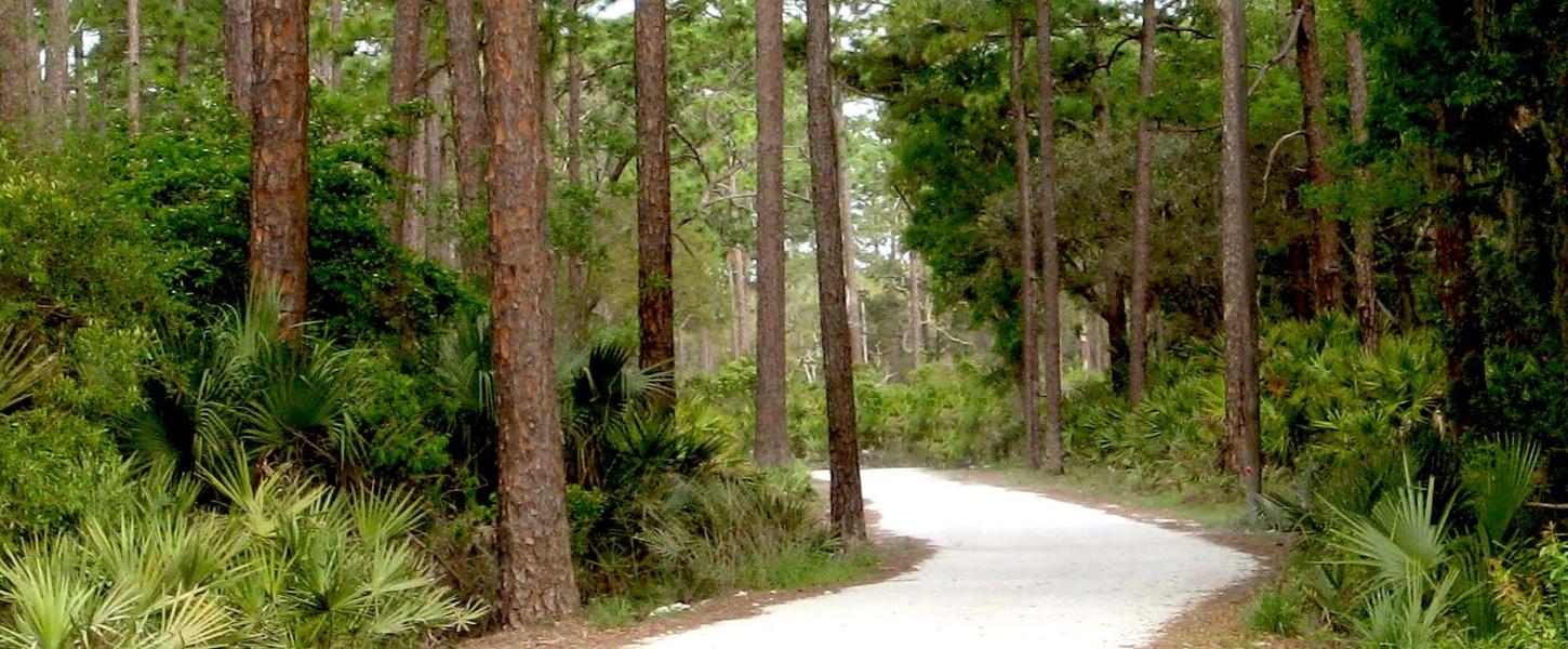 White sandy hiking trail through pine trees