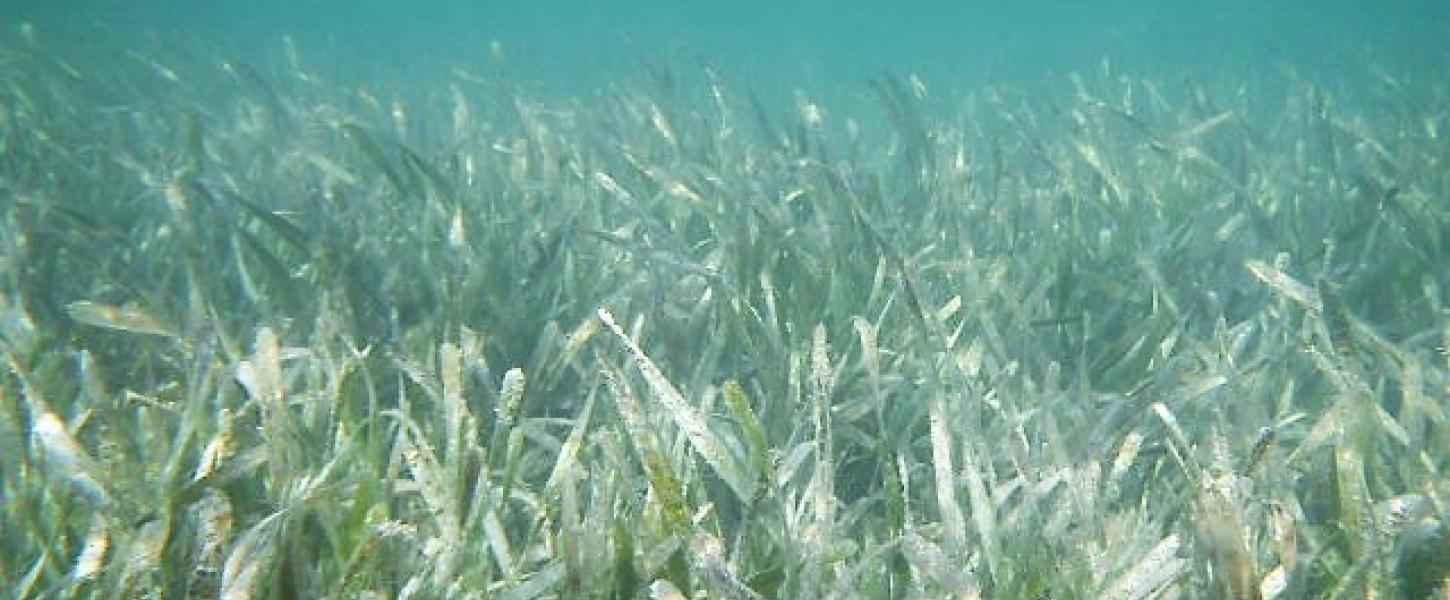 Field of turtle grass.