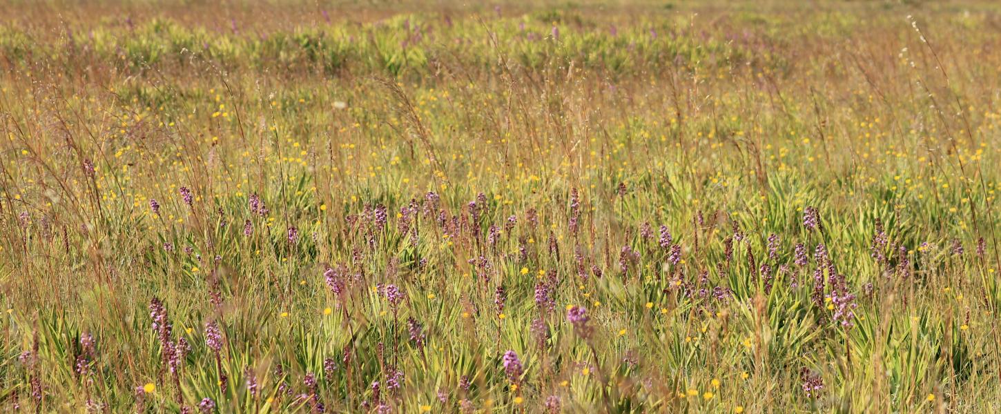 Dry Prairie in Bloom