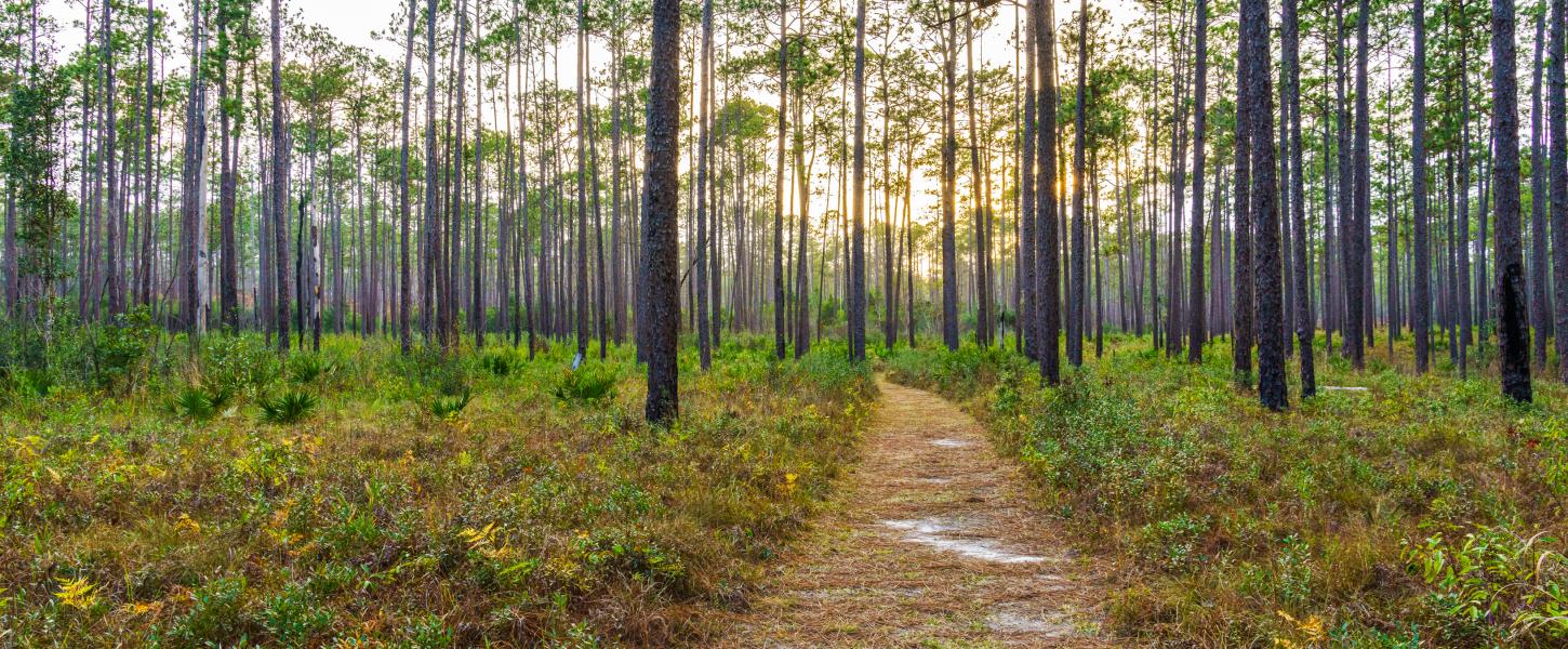 Trail at Blackwater River State Park