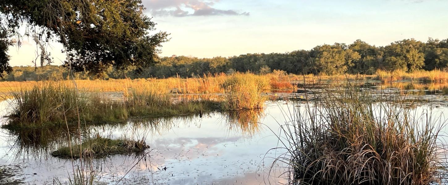 A shallow marshy lake at sunset with clumps of watergrasses. 
