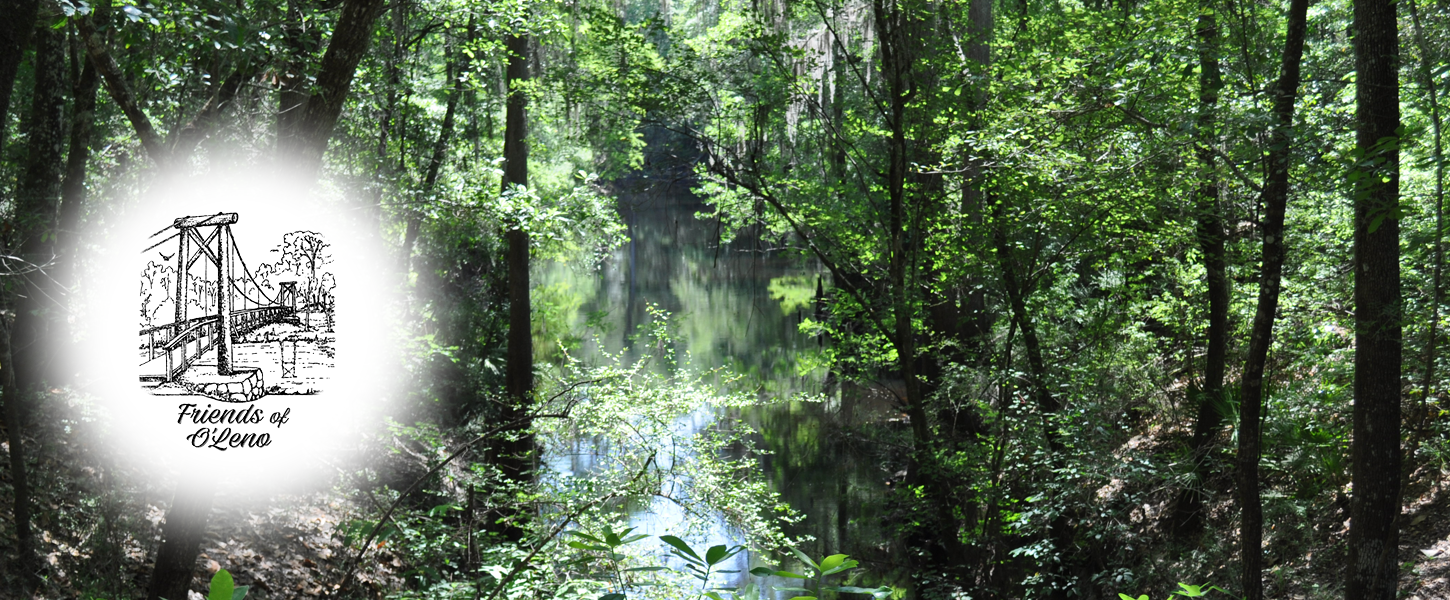 A river seen through a forest with dappled sunlight. 