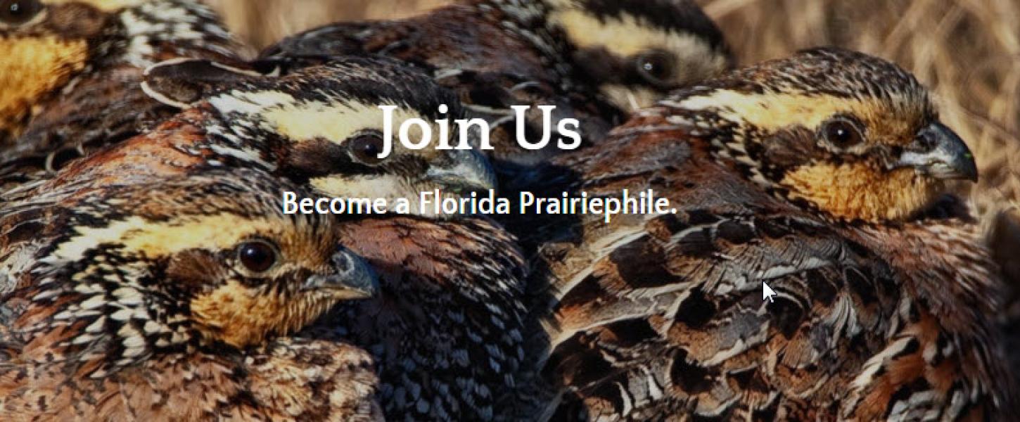 Friends of Kissimmee Prairie Preserve State Park