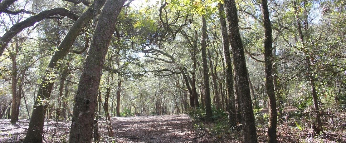 Trail at Gilchrist Blue Springs State Park