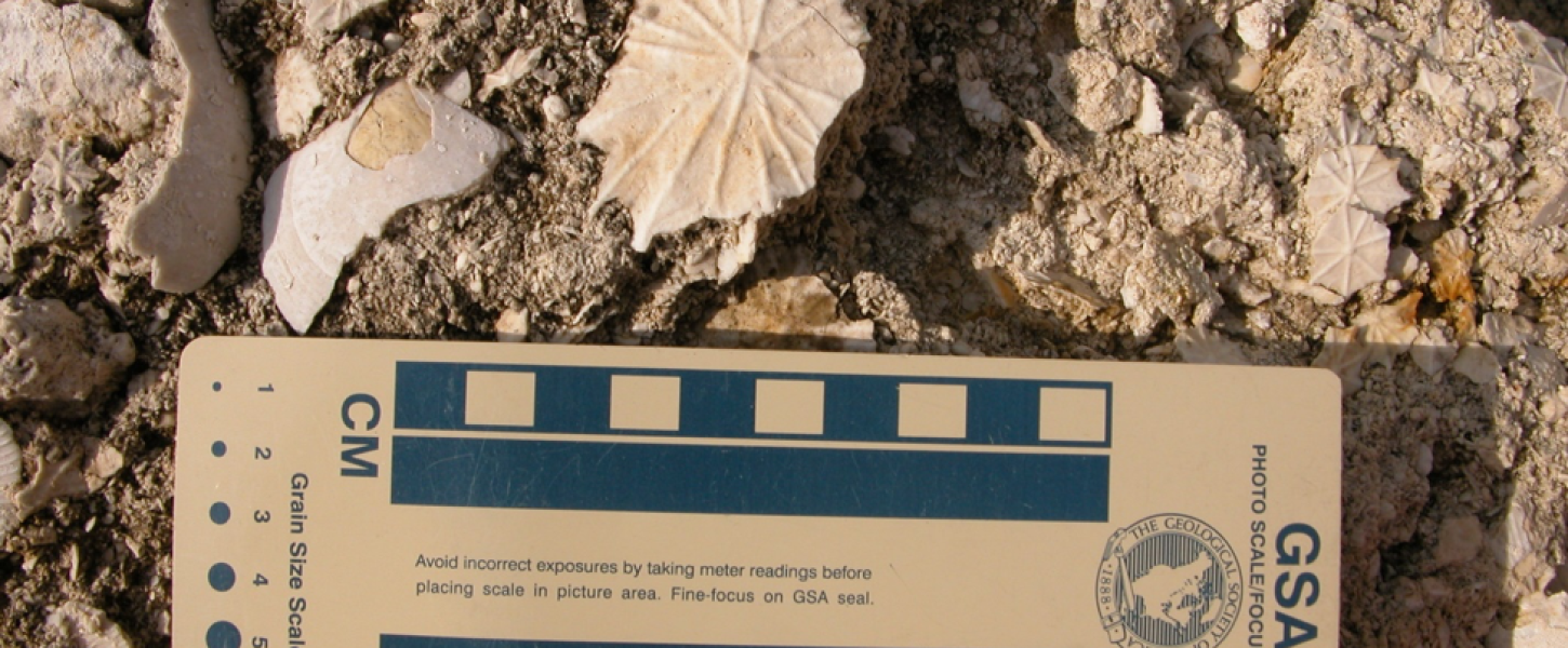 Fossils found at Florida Caverns State Park