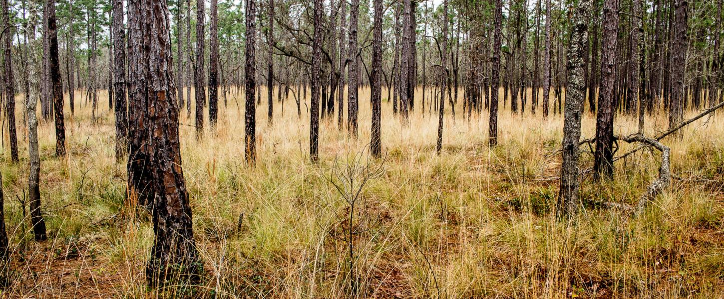 An example of a healthy upland pine community.