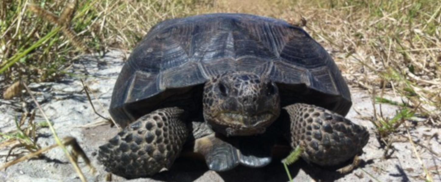 Gopher Tortoise