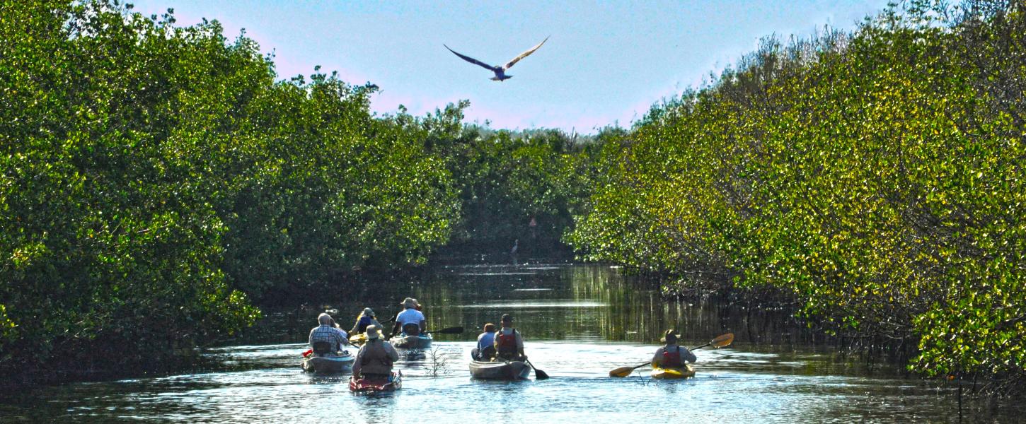 A view of several canoes on the river.
